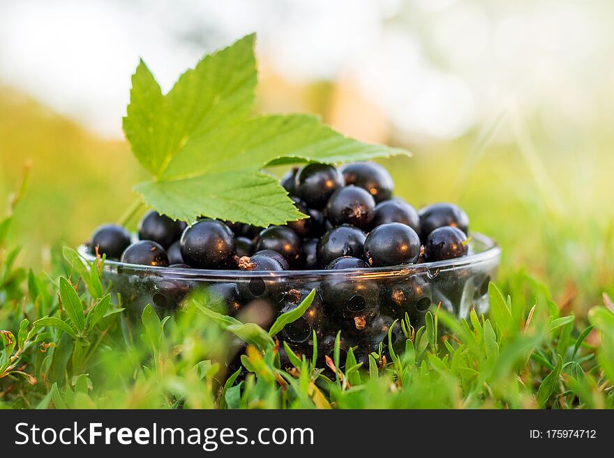 Black currant in a plate in the garden on the grass_