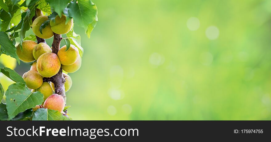 Ripe juicy apricots in the garden on blurred background, panorama, copy space_