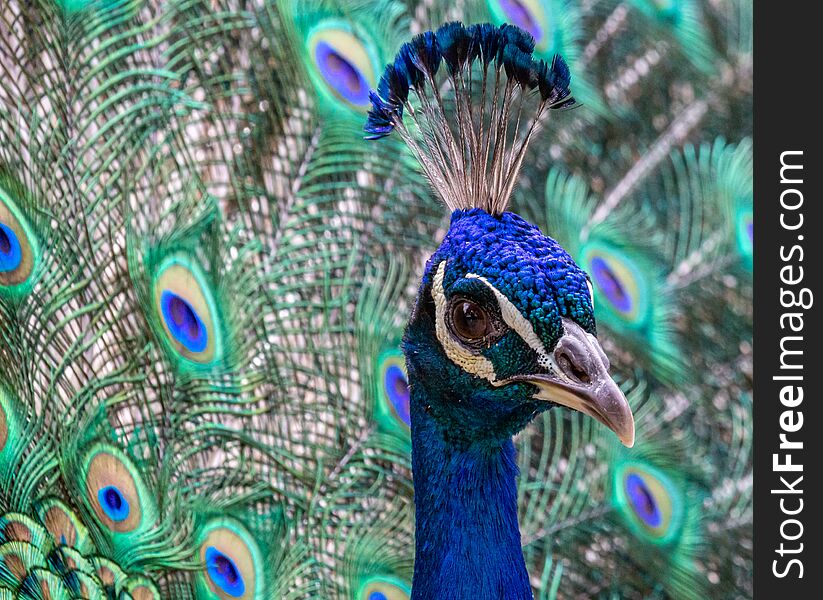 A beautiful peacock spreads its feathers and display its head plumage while trying to attract a mate. A beautiful peacock spreads its feathers and display its head plumage while trying to attract a mate.