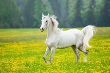 Beautiful White Arab Horse In The Field Royalty Free Stock Image