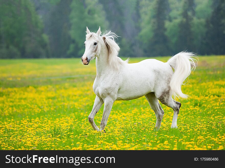 Beautiful white arab horse in the field of dandelions. White horse running on freedom