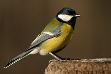 Tomtit Bird On The Stub Royalty Free Stock Photos