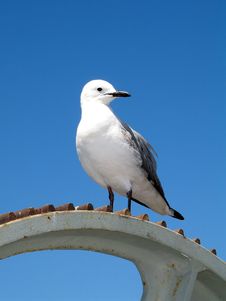 Seagull On An Abandoned Gear Wheel. Royalty Free Stock Images