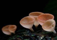 Mushroom Clusters Royalty Free Stock Photos