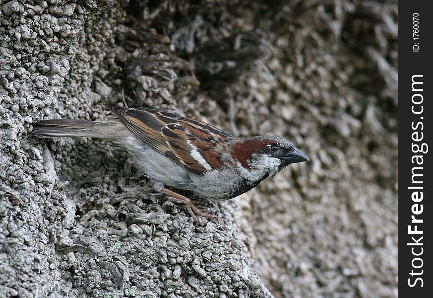 House Sparrows are actually large finches.They are usually seen in small to medium-sized groups, but may occur in huge numbers.
