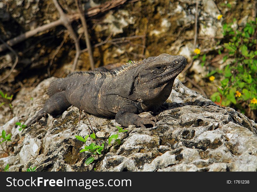 Close-up full of details of iguana body. Close-up full of details of iguana body