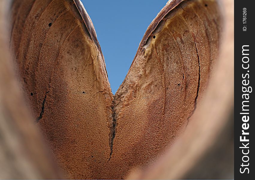Inside of an open great nut, we say buddhanut, looks like a heart,in macro