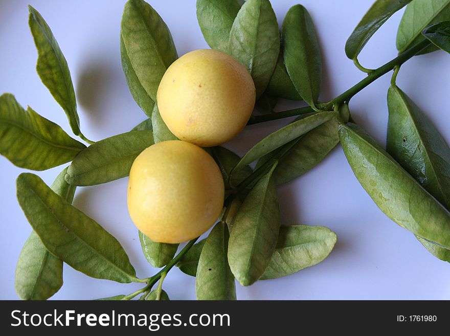Two yellow lemons, with green leafs. Two yellow lemons, with green leafs.