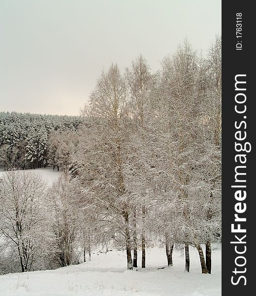 Vertical winter landscape with snowy forest and pines