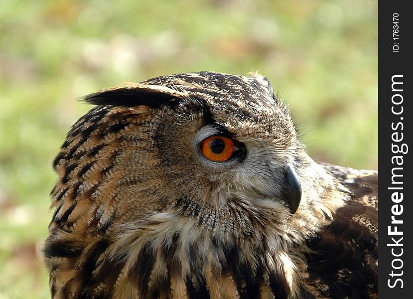 Eagle owl on a summers day