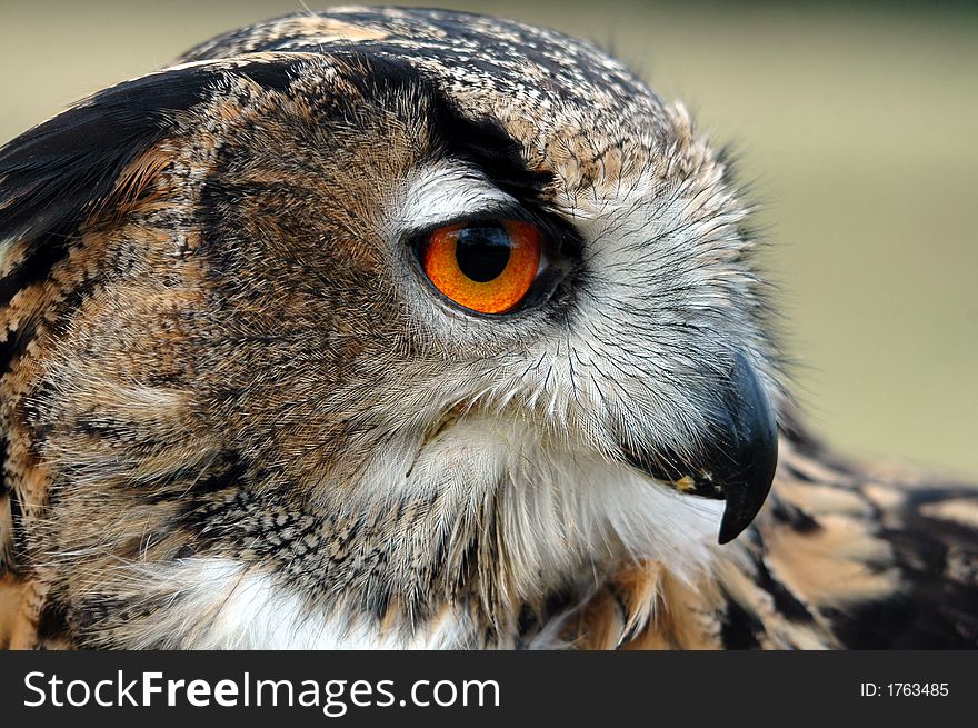 Eagle owl posing on a summers day