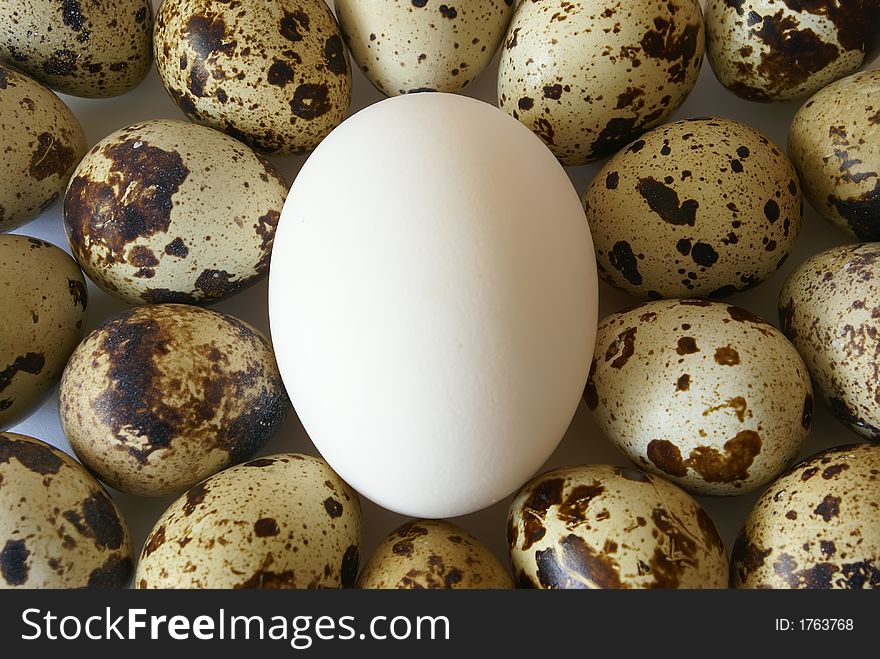 Quail and hen's eggs close-up centered background