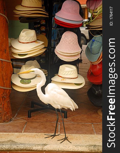 Crane browsing for hats in Mexico. Crane browsing for hats in Mexico