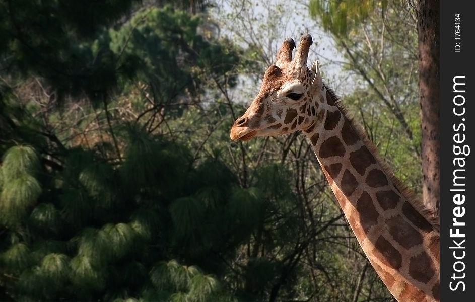 Giraffe at the zoo with copy-space