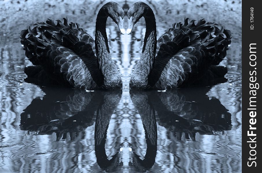 Black swan reflection with blue tonning. Black swan reflection with blue tonning