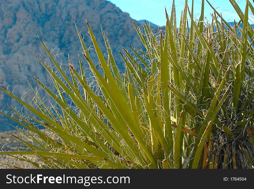 A veiw of a desert plant with a mountain in the background.