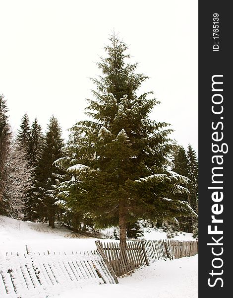 Evergreen tree under snow and wood fence. Evergreen tree under snow and wood fence