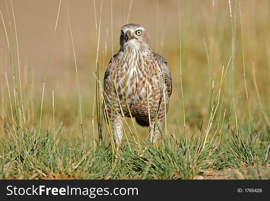 Immature Pale Chanting Goshawk (Melierax canorus), Etosha National Park, Namibia