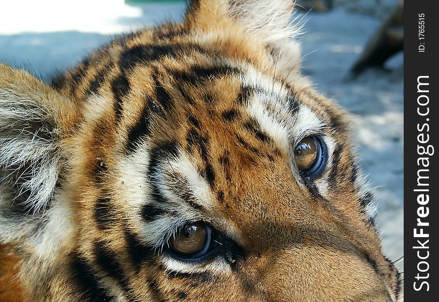 Young tiger in captivity detail. Macro. Close-up