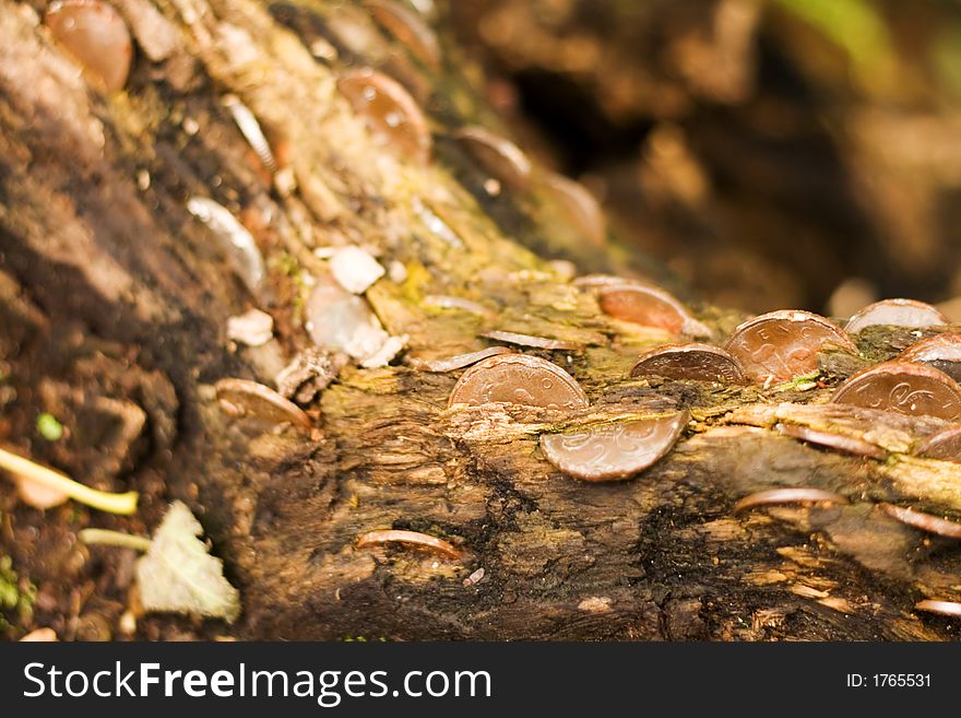 Coins stuffed into an old log in the woods. Coins stuffed into an old log in the woods.