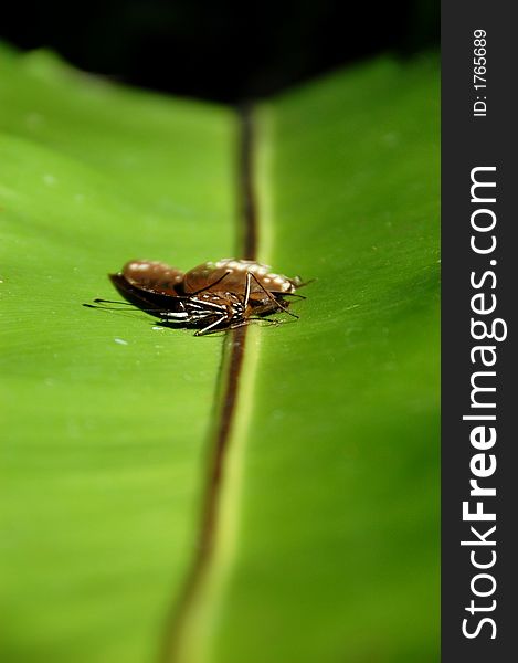 Dead butterfly on a long leaf, representing sad mood