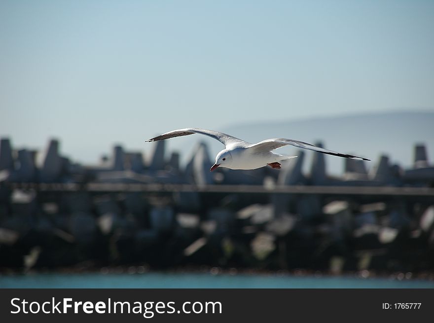 A seagull soaring gracefully over a harbour. A seagull soaring gracefully over a harbour