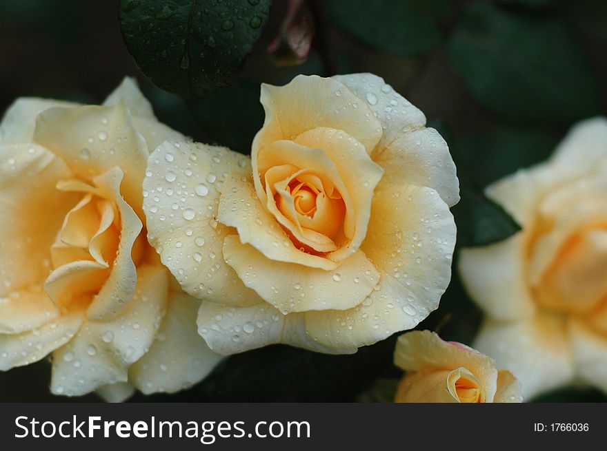 Yellow Fresh Roses