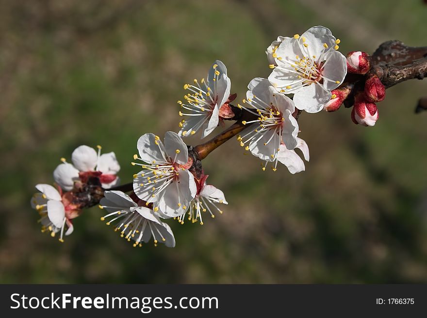 Cherry branch in blossom with white flowers