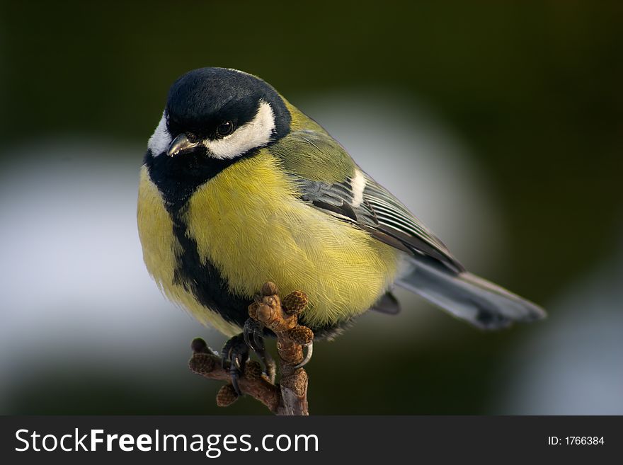 Tit bird perching on the branch on the blur background