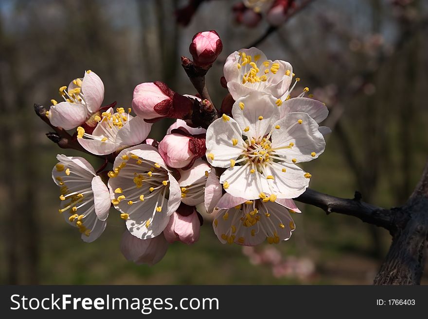 Branch Of The Tree In Blossom