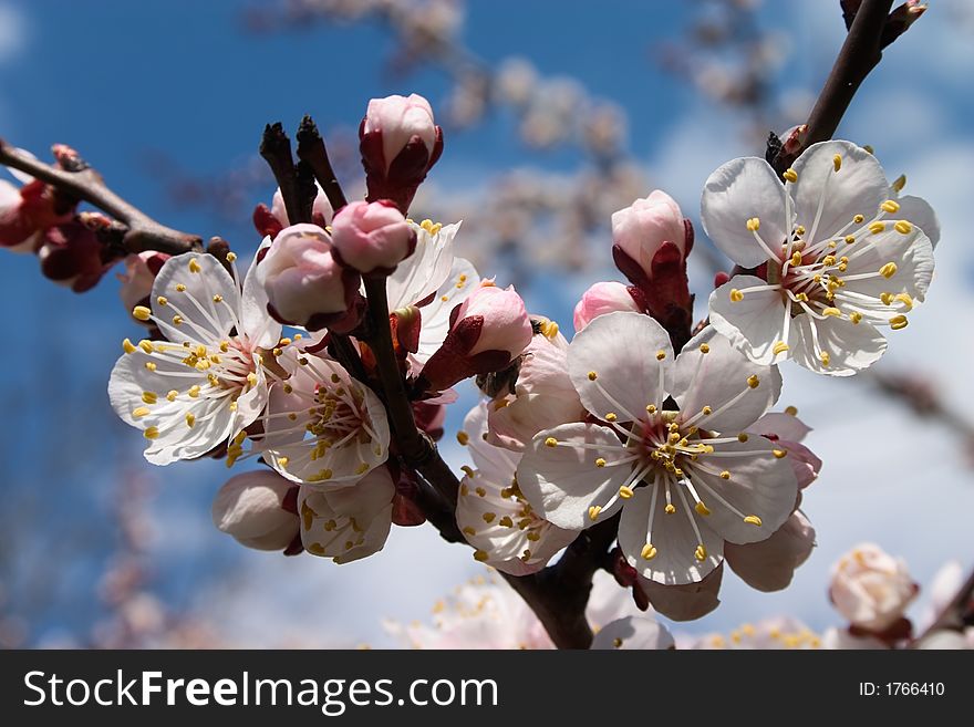 White flowers on the branches of cherry tree. White flowers on the branches of cherry tree
