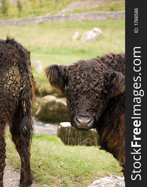 Old breed of cows in the Malham, Yorkshire Dales National park. Old breed of cows in the Malham, Yorkshire Dales National park