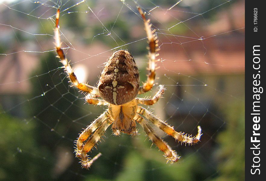 In nest, the spider waits his victim.