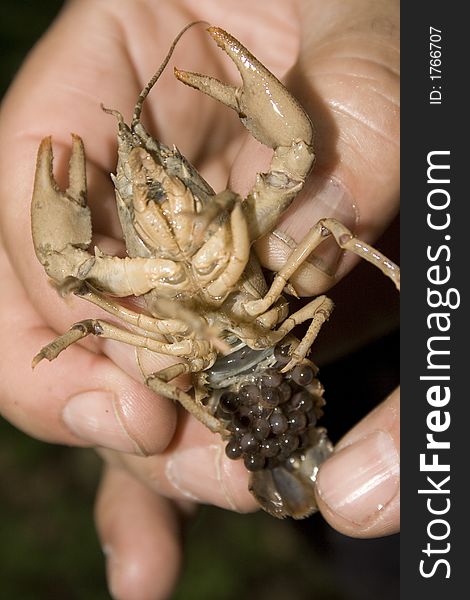 This is a crustacean female with egg called Austrapotamobius pallipes. It lives in the freshwaters. This is a crustacean female with egg called Austrapotamobius pallipes. It lives in the freshwaters