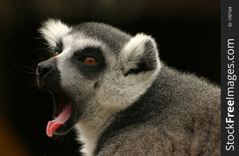 Yawning ring-tailed lemur with dark background. Yawning ring-tailed lemur with dark background