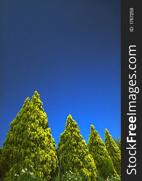 Coniferous trees and blue sky