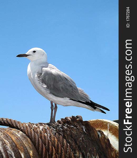 Portrait photo of a lone seagull on a cable wind.