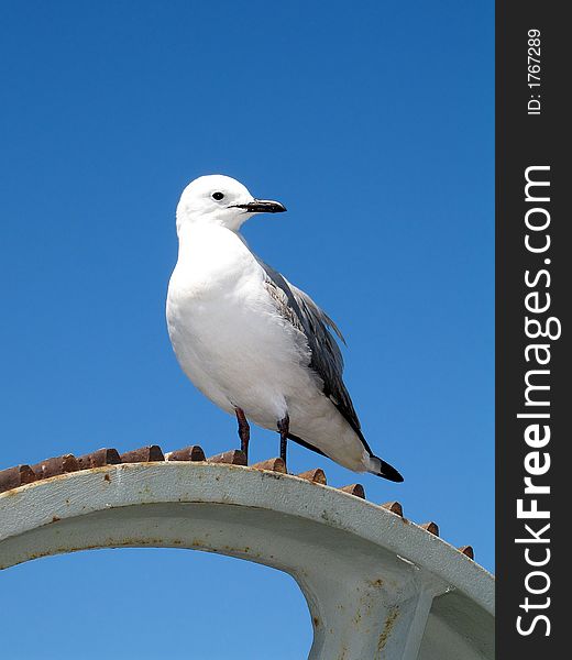 Seagull On An Abandoned Gear Wheel.