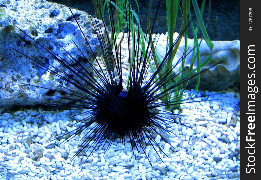Sea-urchin lying on the white stones. Underwater image.