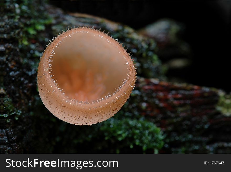 Fungi/Mushroom