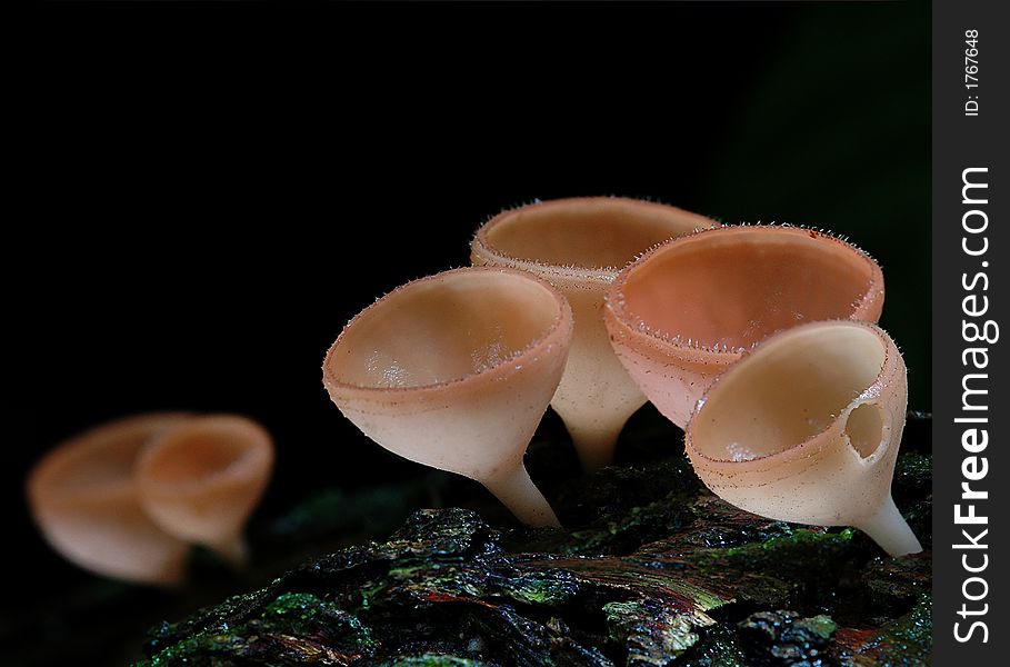 Mushroom Clusters