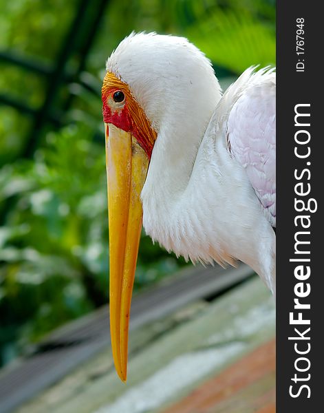 Close up of egret head