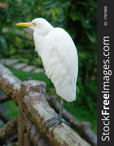 White egret sitting on fence