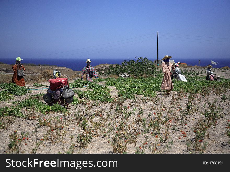 A gathering of scarescrows in Santorini Greece