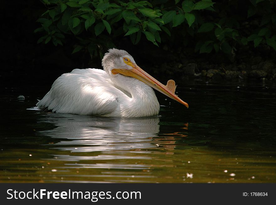 Swimming pelican in beautiful sunny day. Swimming pelican in beautiful sunny day