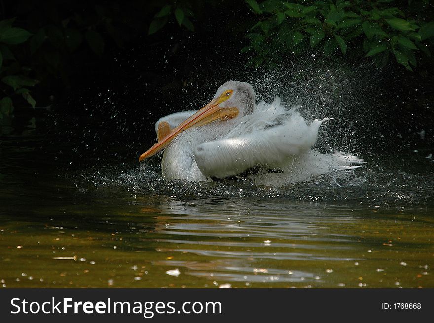 Landing of pelican in beautiful sunny day. Landing of pelican in beautiful sunny day