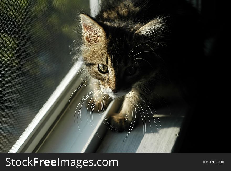 A curious looking kitten sitting in a sunny window. A curious looking kitten sitting in a sunny window.