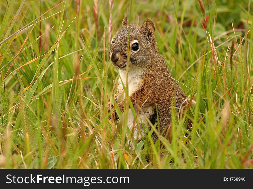 Wild squirrel in rocky mountains