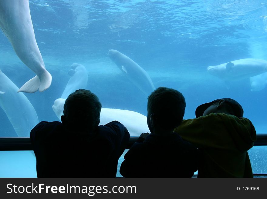 Three boy watching beluga whales swimming in a aquarium. Three boy watching beluga whales swimming in a aquarium