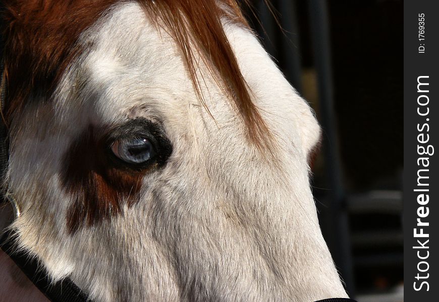 Close-up profile of white faced horse with blue eyes. Close-up profile of white faced horse with blue eyes